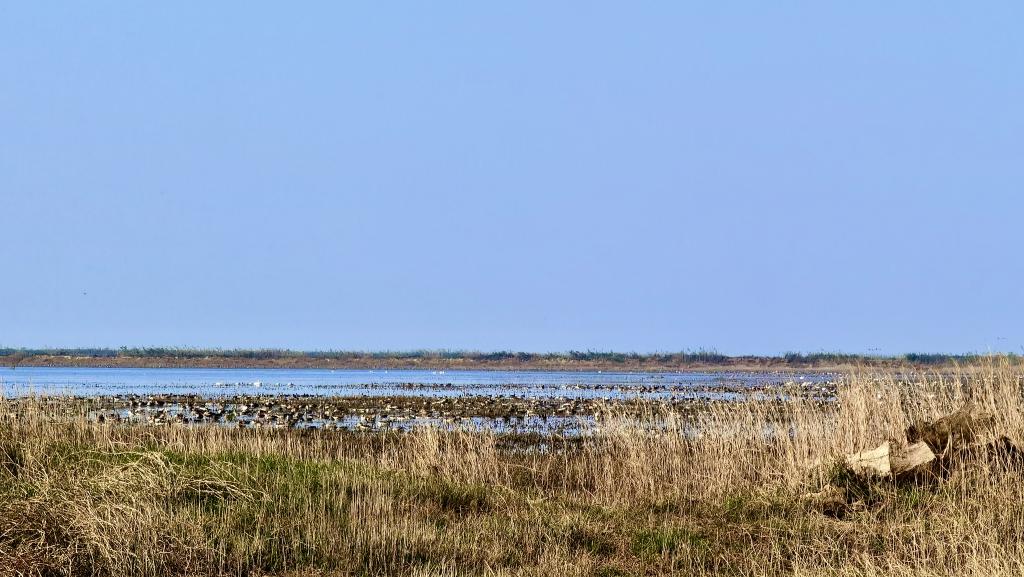 已有成群成片的候鸟来到鄱阳湖。