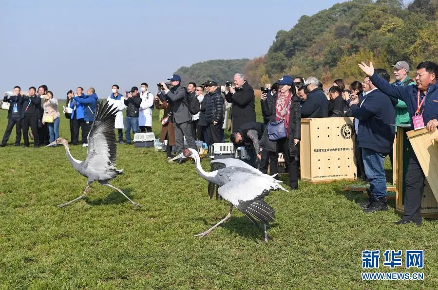 2019年12月8日，国内多家野生动物保护机构在江西鄱阳湖国家级自然保护区将120只被救治的珍稀候鸟成功放飞。这是工作人员放飞两只白枕鹤。新华社记者 万象 摄