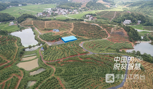 石塘村脐橙基地