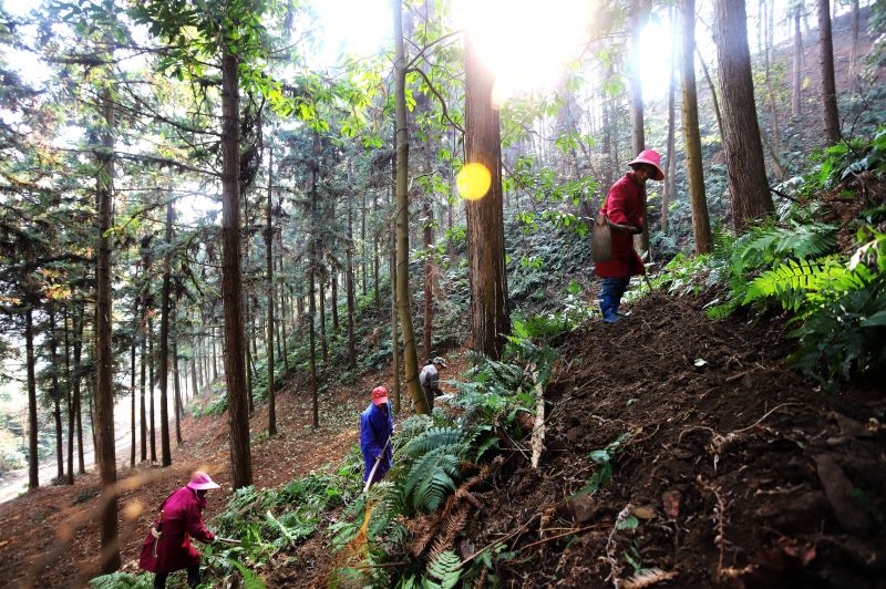 2.安福县明月山林场培育的大径材杉木林基地。