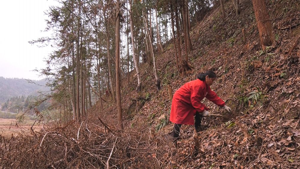 江西铜鼓黄精基地图片