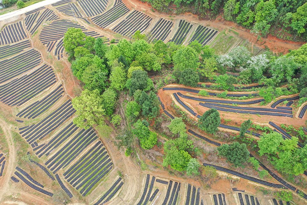 江西铜鼓黄精基地图片