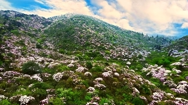 江西坳杜鹃花  井冈山市委宣传部供图