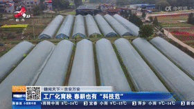 吉安萬安：工廠化育秧 春耕也有“科技范”