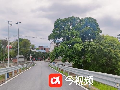 蓬里村公路 拷贝