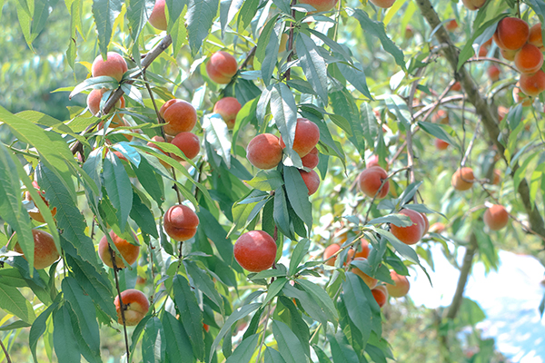 九洲村秋水蜜桃种植基地1