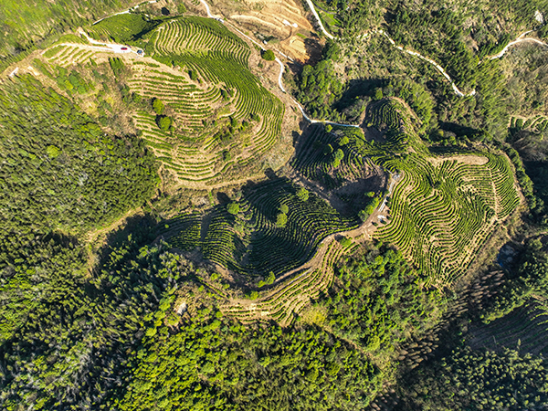 王源村千亩高山生态茶园