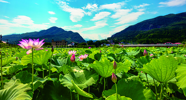 山口岩荷花基地