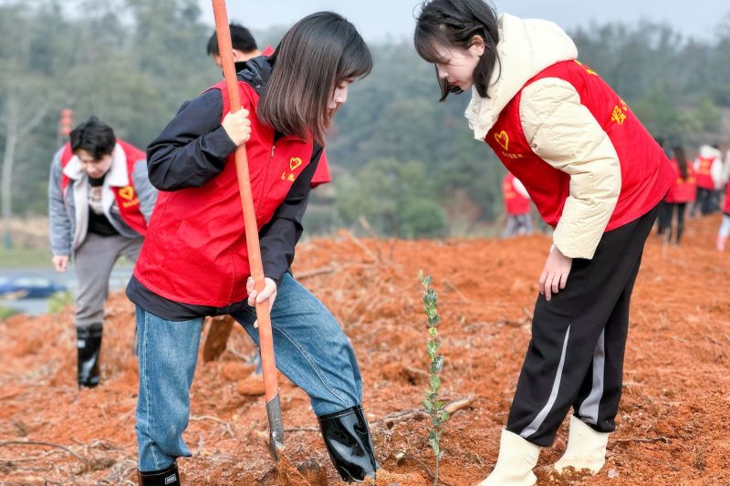 图6：宜丰县石市镇女青年积极参加栽植油茶苗、修剪油茶枝活动。李颖慧摄