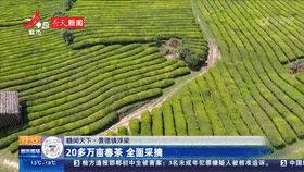 景德镇浮梁：20多万亩春茶 全面采摘