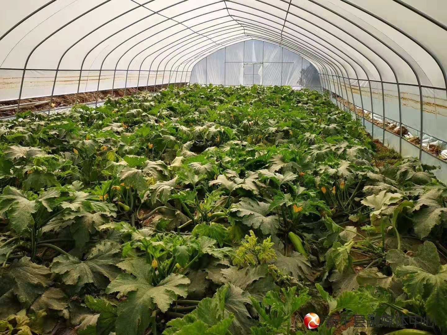 10亩大棚蔬菜一年利润