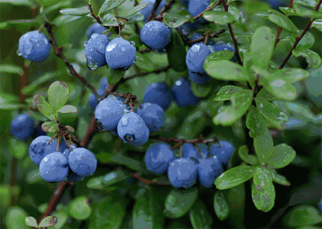 新干这个扶贫基地的蓝莓熟了,好吃又助农