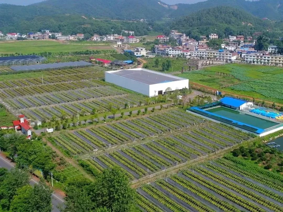 15279952458蜜柚采摘腊市炉前柚子基地路线:萍乡—腊市镇—炉前村