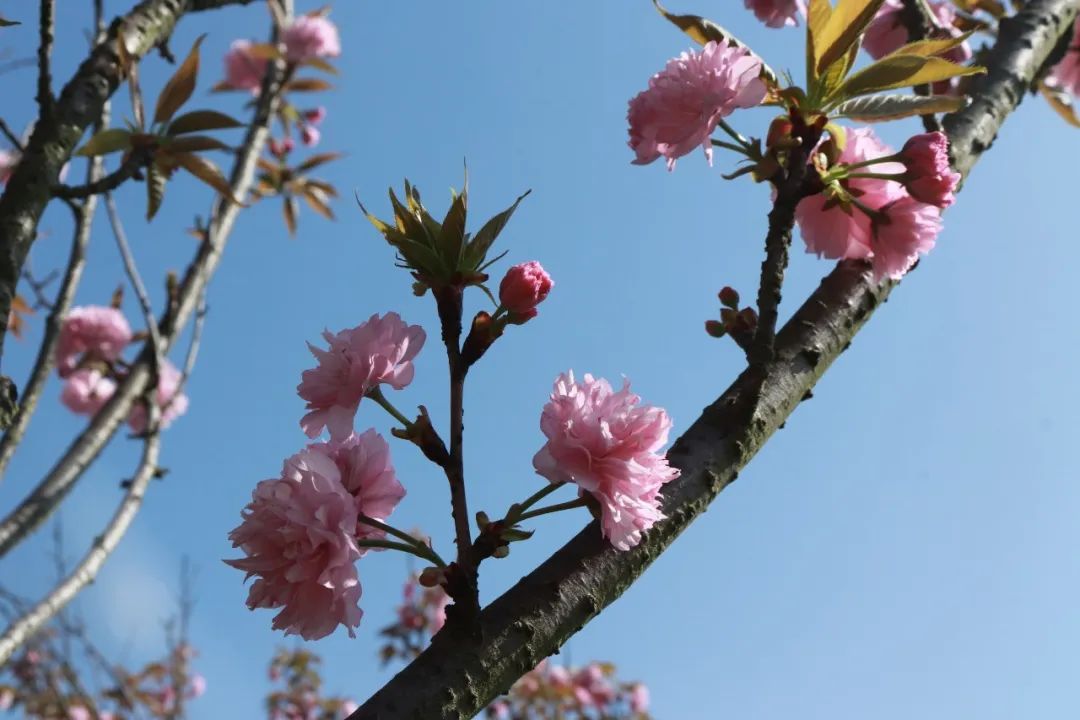 ͼƬ