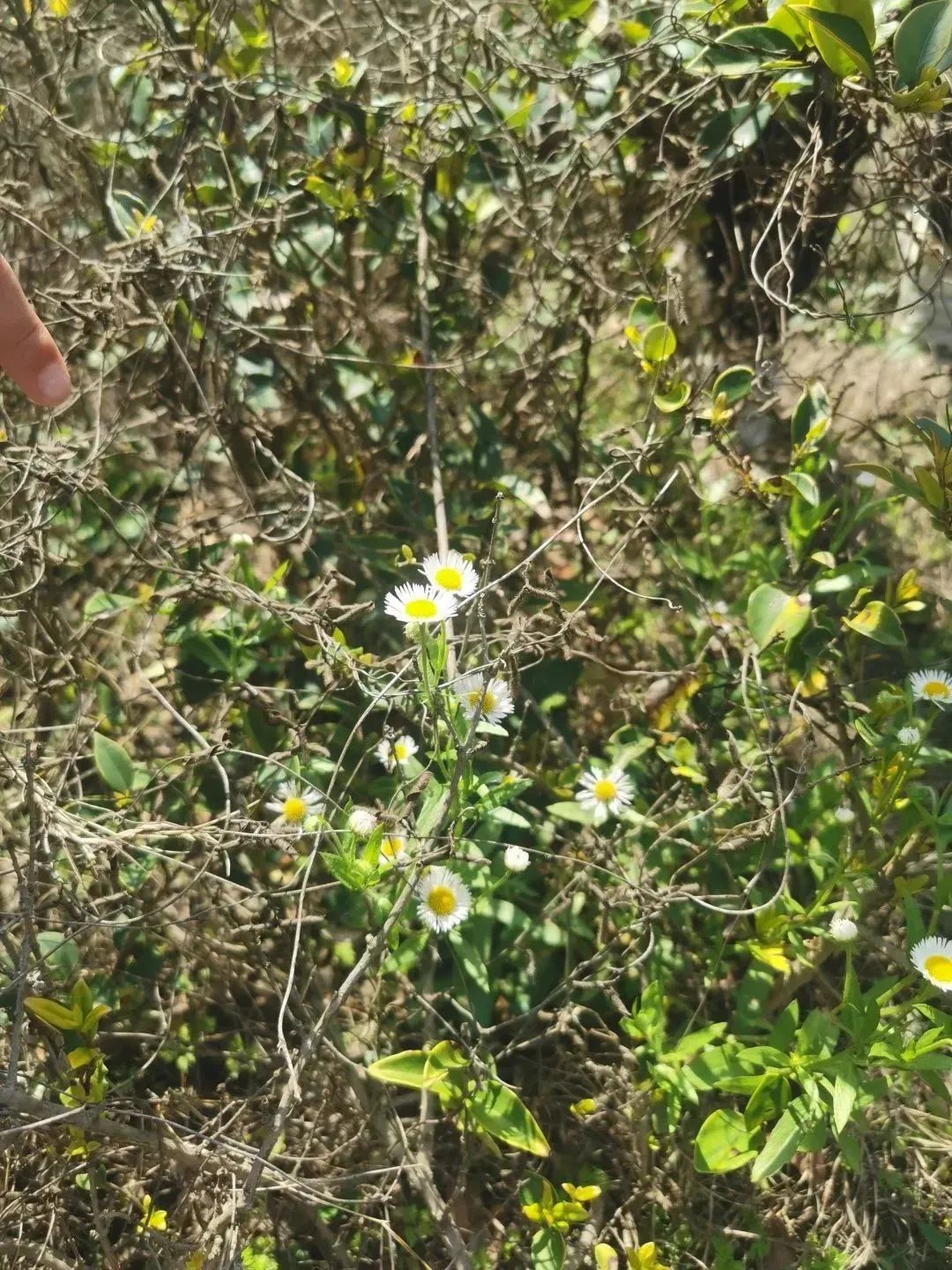 ͼƬ