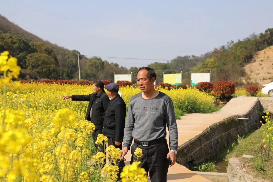 德安发布袁家山七彩油菜花田美不胜收