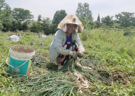 德安縣豐林鎮:藠頭成熟採收忙 _看德安