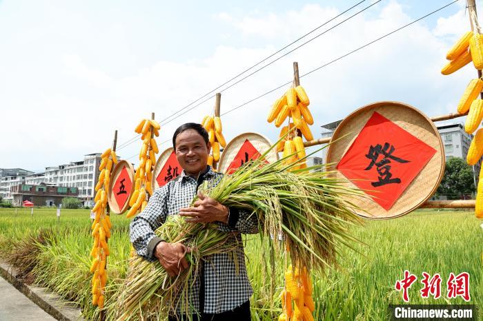 官庄畲族乡种粮大户开镰收割水稻。　林斯乾 摄