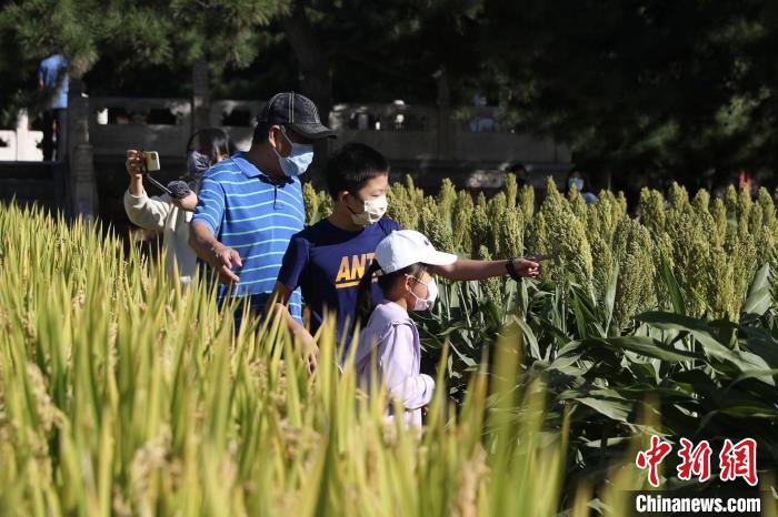 图为小朋友在田间辨识谷物。　中新社 易海菲 摄