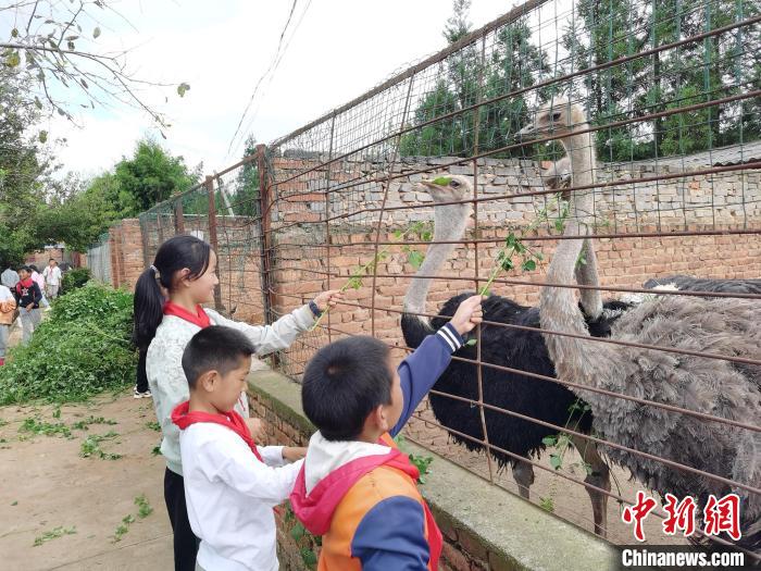 图为同学们近距离观察鸵鸟 学校供图