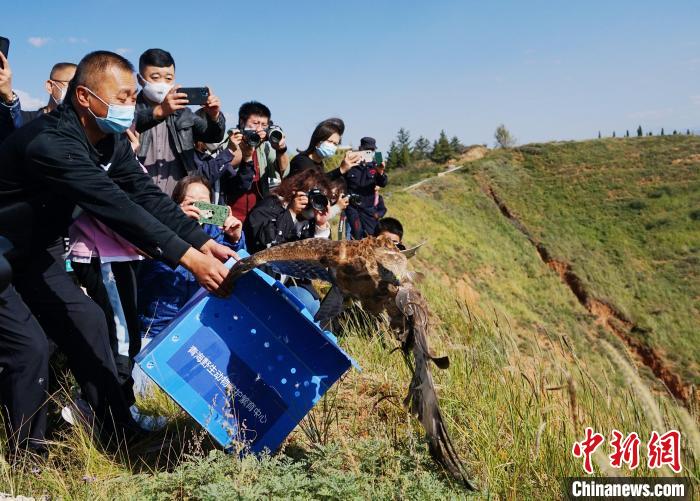 图为放归大鵟。　马铭言 摄