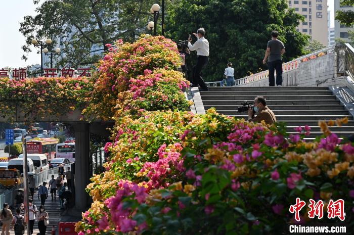 市民对着人行天桥的勒杜鹃拍摄 陈楚红 摄