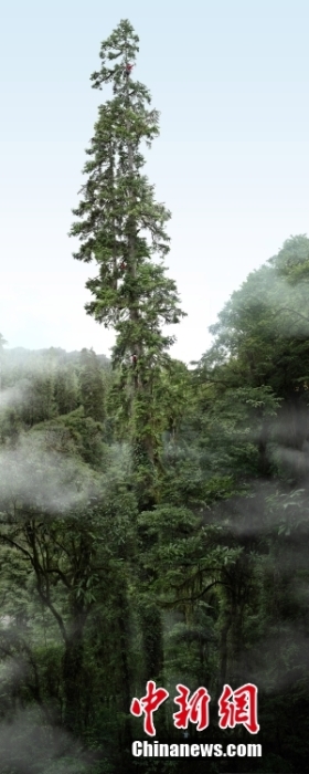 10月9日，由中国科学院植物研究所、国家重要野生植物种质资源库辰山中心—上海辰山植物园、中华环境保护基金会、“野性中国”工作室、西藏自治区林芝市察隅县林业和草原局等组成的中国巨树科考队发布了目前中国第一高树云南黄果冷杉的准确高度为83.4米，同时发布其等身照。资料图为10月9日对外发布的巨树等身照，该照片的拍摄由四位科考队员精密协作完成，先用无人机每隔几米拍上三张到六张一组照片，然后再隔几米一组，一直拍到树顶，这样得到160多张不同高度的照片。后期再拼接完成，整体画幅超过3.5亿像素，可投屏于百米巨幕以展现巨树细节。 中新社发 “野性中国”工作室摄影及合成