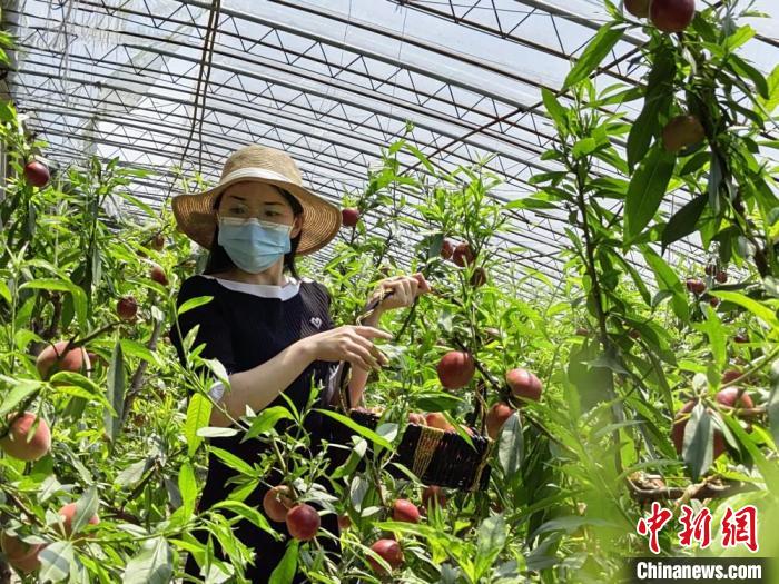 故黄河水润姚集万亩果园。　顾士刚 摄