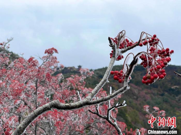 10月4日，泰山之巅现雾凇奇观，冰雕玉砌、晶莹闪烁的雾凇缀满枝头，一树树、一丛丛，甚是好看。　雷杰 摄