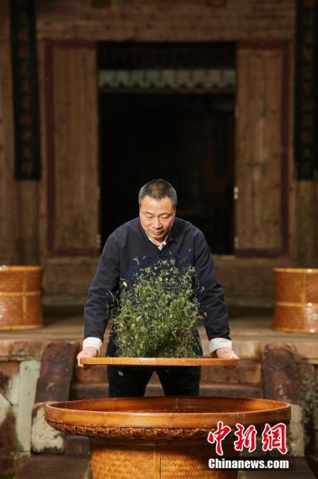 资料图为福鼎白茶制作技艺非物质文化遗产传承人林振传制茶。 中新社发 　福鼎市委宣传部供图 　