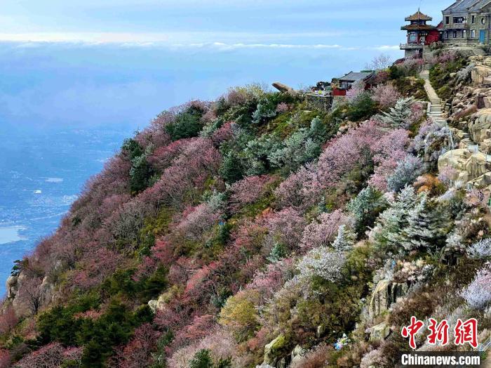 10月4日，泰山之巅现雾凇奇观，冰雕玉砌、晶莹闪烁的雾凇缀满枝头，一树树、一丛丛，甚是好看。　雷杰 摄