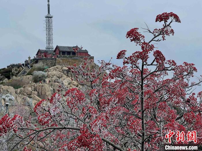 10月4日，泰山之巅现雾凇奇观，冰雕玉砌、晶莹闪烁的雾凇缀满枝头，一树树、一丛丛，甚是好看。　雷杰 摄