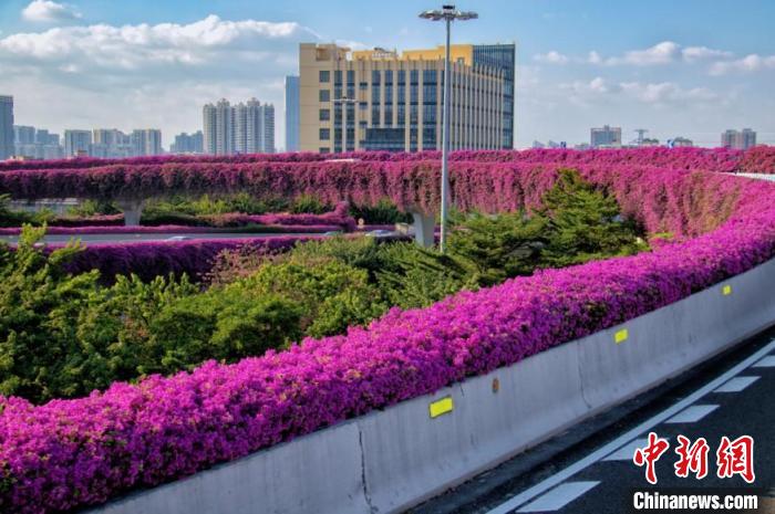 勒杜鹃花开正艳 广州市林业和园林局 供图