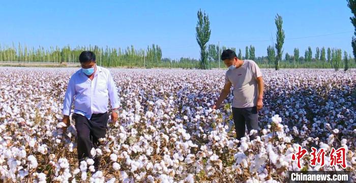 新疆阿克苏地区大力推广高效节水滴灌、干播湿出和全程机械化采摘技术。 陈九洲 摄 新疆阿克苏地区大力推广高效节水滴灌、干播湿出和全程机械化采摘技术。 陈九洲 摄