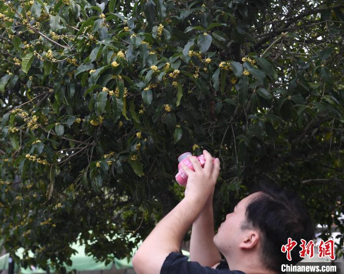 西湖十景之满陇桂雨，吸引众多游客“打卡”赏桂 王刚 摄