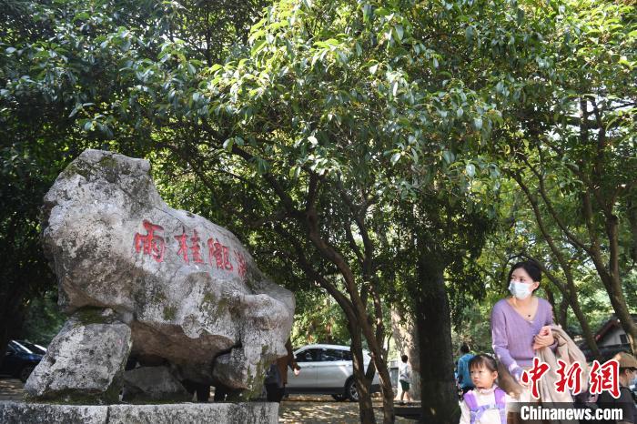 西湖十景之满陇桂雨，吸引众多游客“打卡”赏桂 王刚 摄