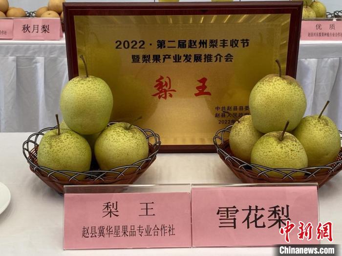 赵县2022·第二届雪花梨丰收节暨梨果产业发展推介会上，获本届“梨王”称号的梨果展品。　李玉素 摄