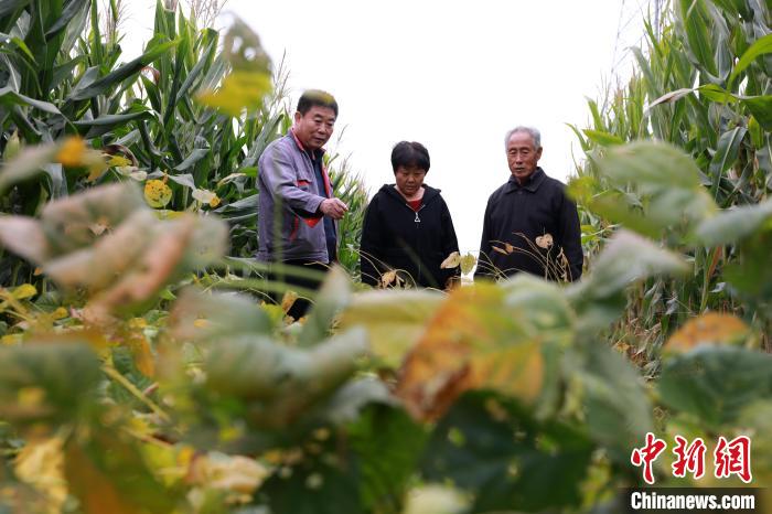 王占波(左)在玉米大豆复合种植示范田里为附近种粮大户讲解秋收注意事项。　宋杰 摄