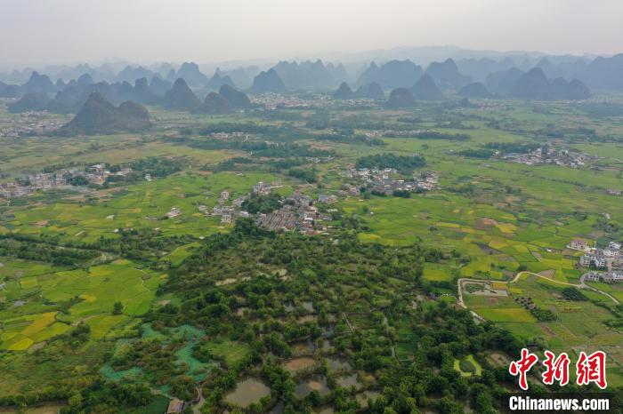 会仙湿地公园是漓江流域最大的喀斯特地貌原生态湿地。　王以照 摄