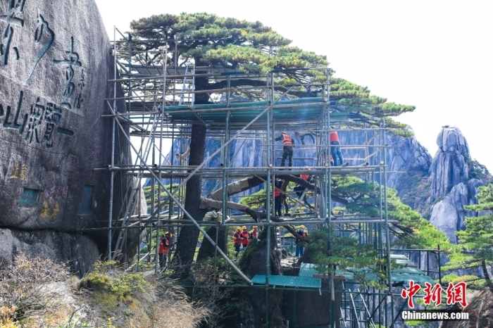 10月20日，2022年黄山风景区古树名木专家组实地对迎客松生长状态和生长环境进行全面体检。 中新社发 樊成柱 摄