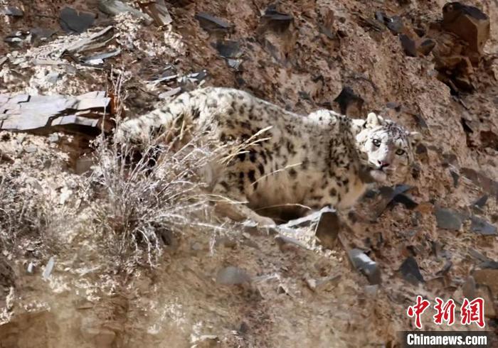 资料图为佩戴卫星项圈的雪豹“祁妙”。 中新社发 祁连山国家公园青海省管理局 供图