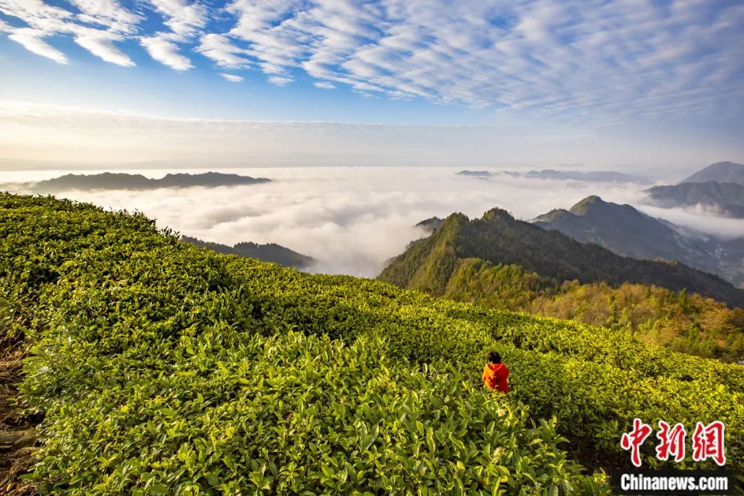 天道山茶园。贺迪清 摄