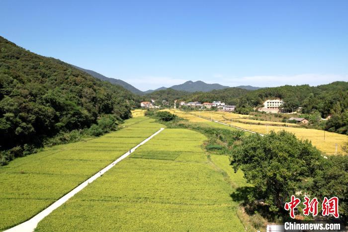 梁永英在军联村的水稻种植基地。　张金川 摄