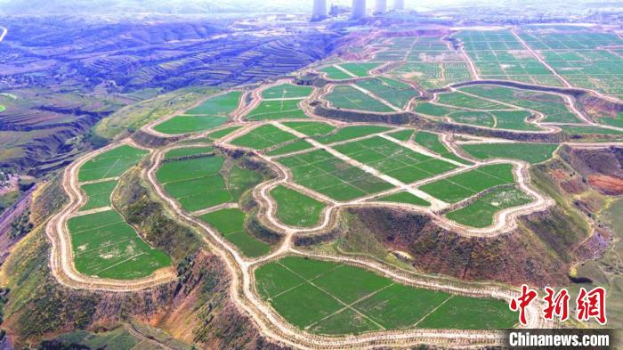 平朔集团露天矿区排土场复垦区牧草种植。　中煤平朔集团宣传部供图