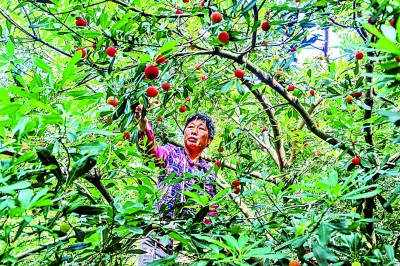 美丽江苏的“含绿量”这样厚植