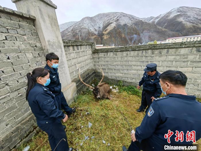 图为民警查看白唇鹿伤势。　称多县公安局森林警察大队供图