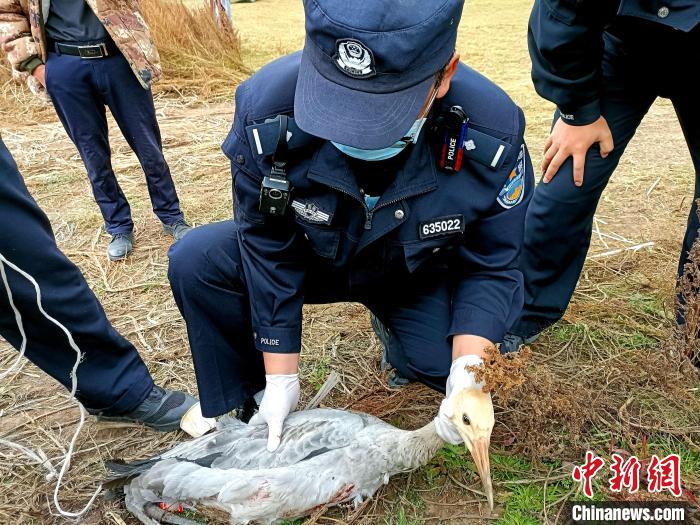 图为公安民警救助黑颈鹤幼鸟。　陈文年 摄