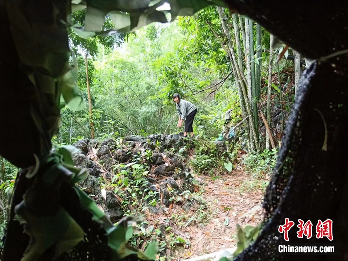 弄岗村村民在鸟坑喂鸟。农林 摄