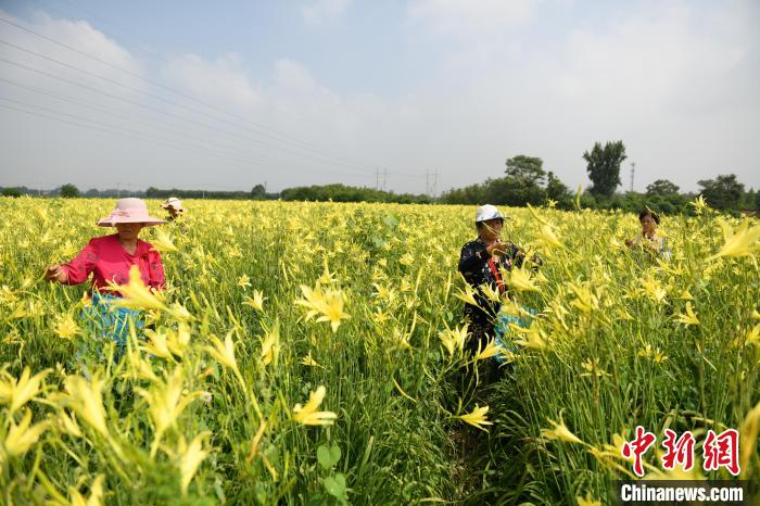 全国商品粮基地县山西曲沃农业全面丰收。　王建先 摄