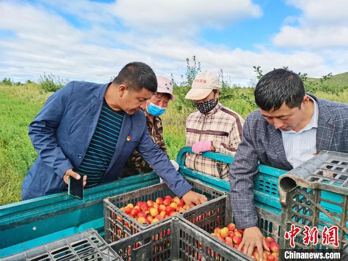 图为陈国发(右一)带领村民收果。　钱真真 摄